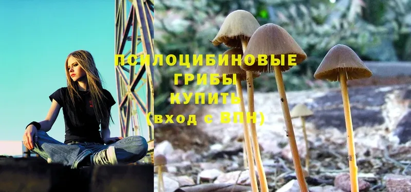 где найти   Армянск  Галлюциногенные грибы Cubensis 